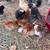 Pullets 1 thumbnail