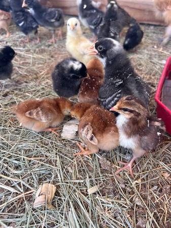 Pullets 1