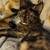 vaccinated kittens 3 thumbnail