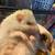 Hedgehog 2 thumbnail