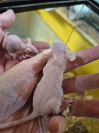 Ratas sin pelo (Burkburnett)63852007096833123
