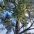 Bay Area Builders Inc. License #1127845 Tree Services 10 thumbnail