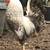 HERITAGE RAINBOW EGG ROOSTERS - Isbar/Silverudd and Cream Legbar 1 thumbnail