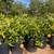 CITRUS TREES Many Different Types Oranges Lemons Limes Tangerine & Mor 7 thumbnail