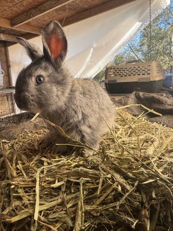 Giant Fleming male bunny 1