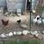 Chickens 4 thumbnail