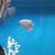 Aquarium fish 4 thumbnail