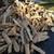 TOP QUALITY CLEAN ASH FIREWOOD @ $220 PER CORD 1 thumbnail