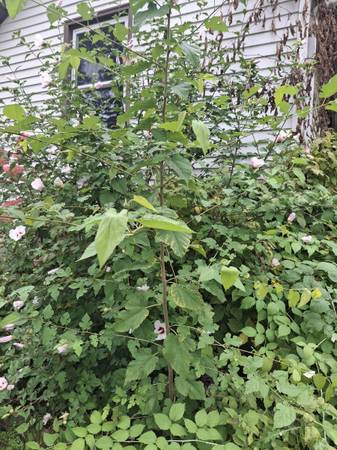Mulberry Trees 1