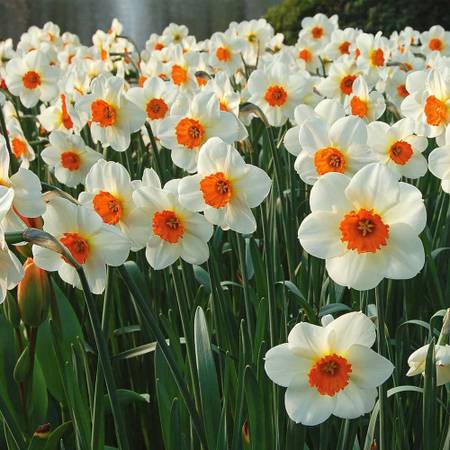 Barrett Browning Daffodil Bulbs 1