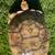 Adult Proven Sulcata Females & Male Tortoise++ 2 thumbnail