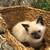 Female Siamese Kitten 4 thumbnail