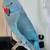 BLUE INDIAN RINGNECK 2 thumbnail