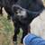 7 months old heifer 4 thumbnail