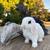 Cuddly small dwarf bunny rabbits 1 thumbnail