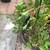 Plants/Figurine Planters 2 thumbnail