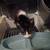 Rehoming 3 kittens 2 thumbnail
