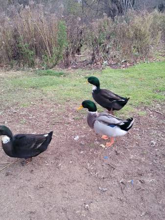 Drakes and roosters 1