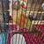 Conures 2 thumbnail