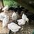 Chicks.  Pullets. 4 thumbnail