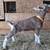 ADGA Toggenburg Buckling 2 thumbnail