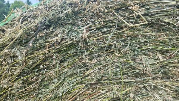 2nd crop alfalfa hay 1