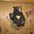 black bear mount hanger 2 thumbnail