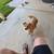 Adorable Chihuahua mix 3 thumbnail