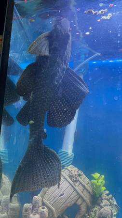 Pleco 1
