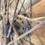 18" 1939 KH/Step Star Hub Wheel Combo 16 thumbnail