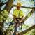 Tree Trimming • Tree Removal • Stump Grinding – (512) 877-7199 1 thumbnail