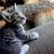 Adorbs kittens (: 1 thumbnail