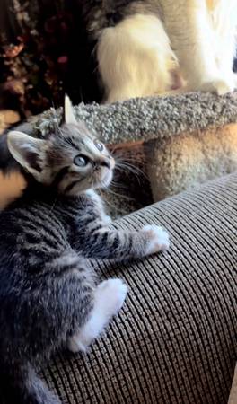 Gatitos adorables (: (Fair Oaks)