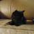 Kittens 9 thumbnail