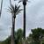 Tree and Palm Service 3 thumbnail