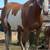Paint Mare 5 thumbnail