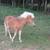 Mini Stallion, Pinto Pony Mare and Mini Pony Filly 5 thumbnail