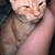 Male Orange Kitten w/ Small Birth Deceft 2 thumbnail