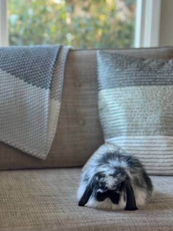 Bunnies Needing Rehoming 1