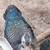 Ducks 1 thumbnail