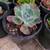 Echeveria planting season!!!!  Tons of color and variety!!! 3 gal 7 thumbnail