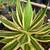 Agave Plants - multiple varieties 1 thumbnail