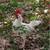 Roosters 4 thumbnail