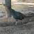 Melanistic pheasant 1 thumbnail
