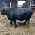 Purebred American Aberdeen Bull 2 thumbnail