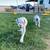 Boxer puppy 4 thumbnail