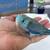 Baby parrotlet 3 thumbnail