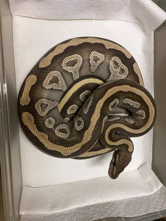 Mujer adulta mojave ball python (Brooklyn)63950516472835120