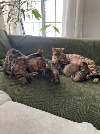 Rehoming Bengal kittens. Oakland (Oakland)