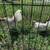 Chickens for sale - Old English Opal pair 8 thumbnail